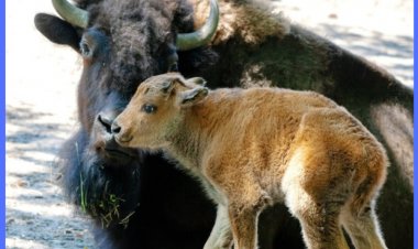 Нове життя! У КиївЗоо народилися маленькі бізончики