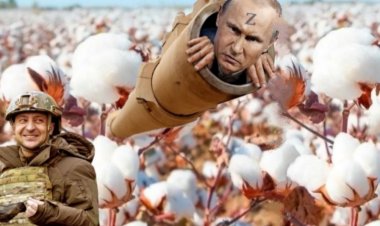 Масово квітне бавовна в Криму та БНР