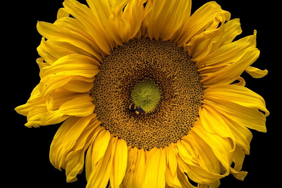 A field of blooming sunflowers stretching towards the horizon.