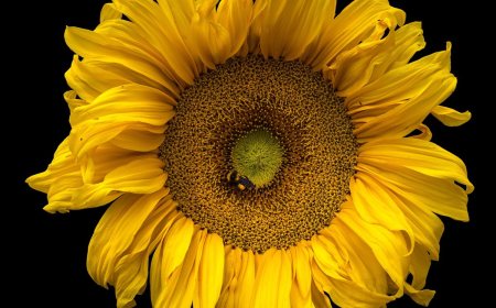 A field of blooming sunflowers stretching towards the horizon.